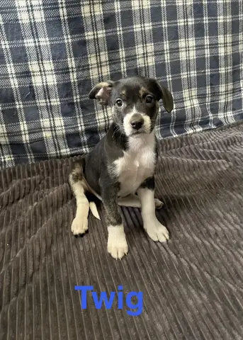 Twig