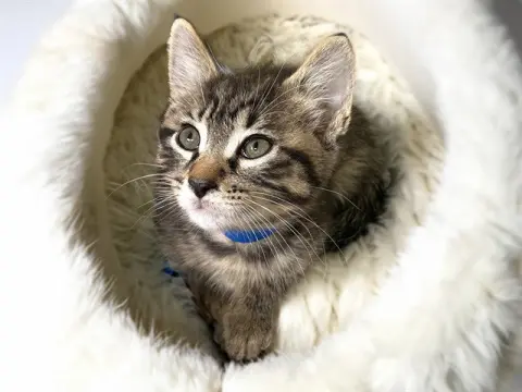 Alvin
