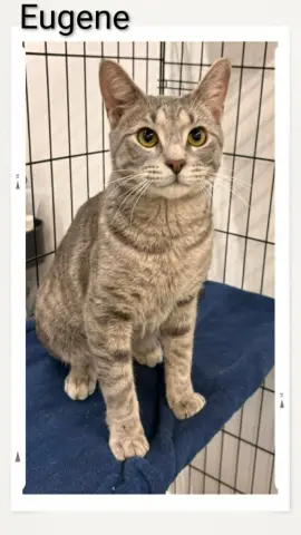 Eugene