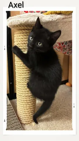 Axel