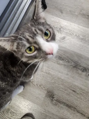 Abbie