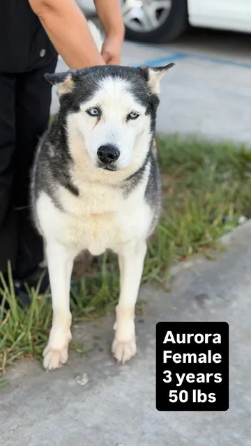 Aurora - Photo 1