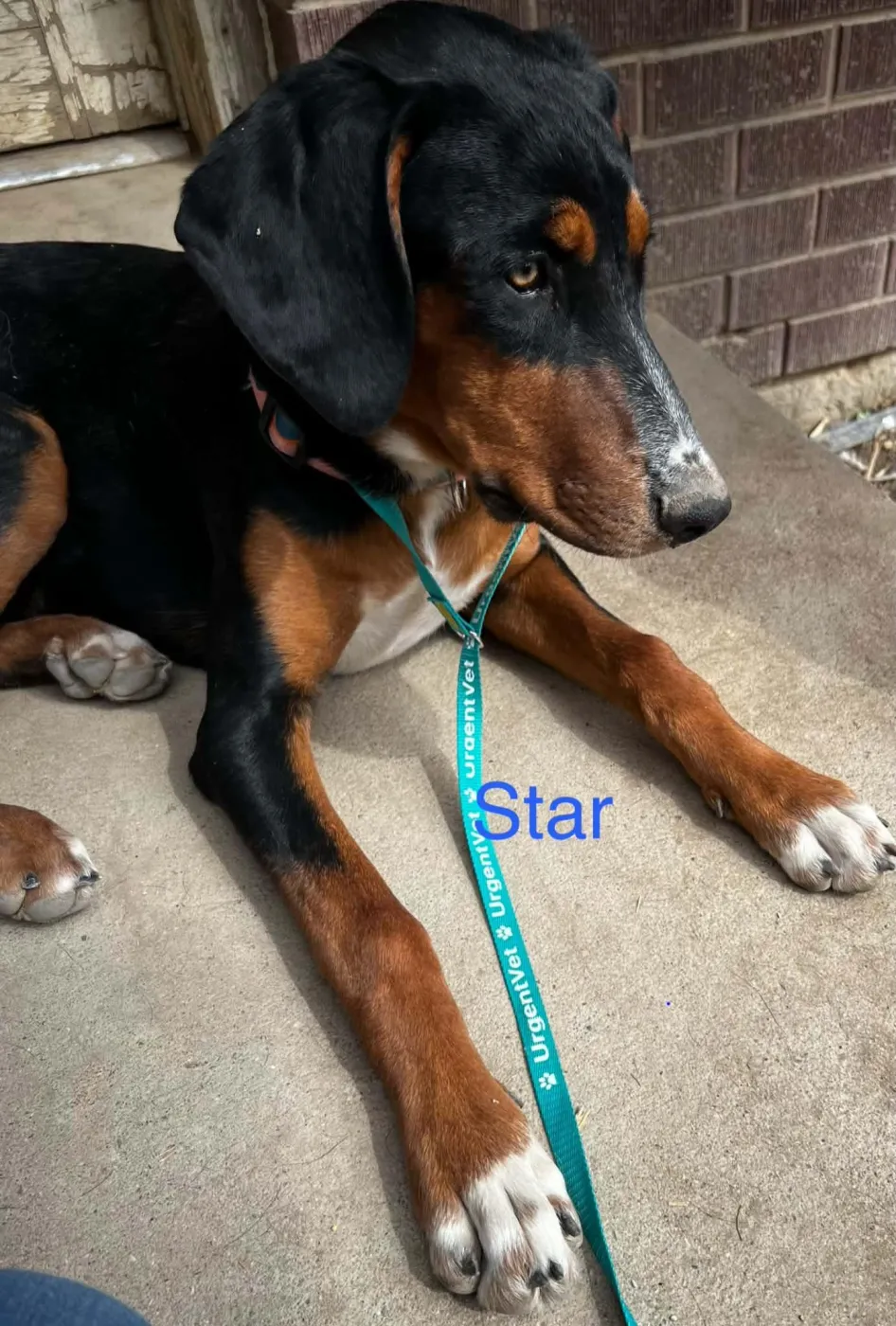 Star - Photo 1