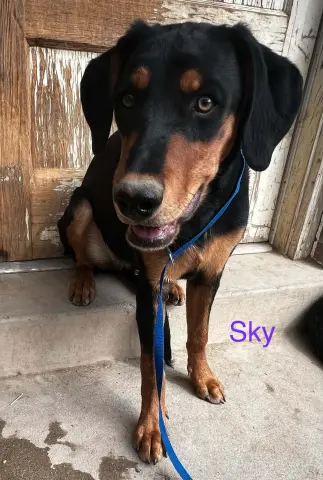 Sky
