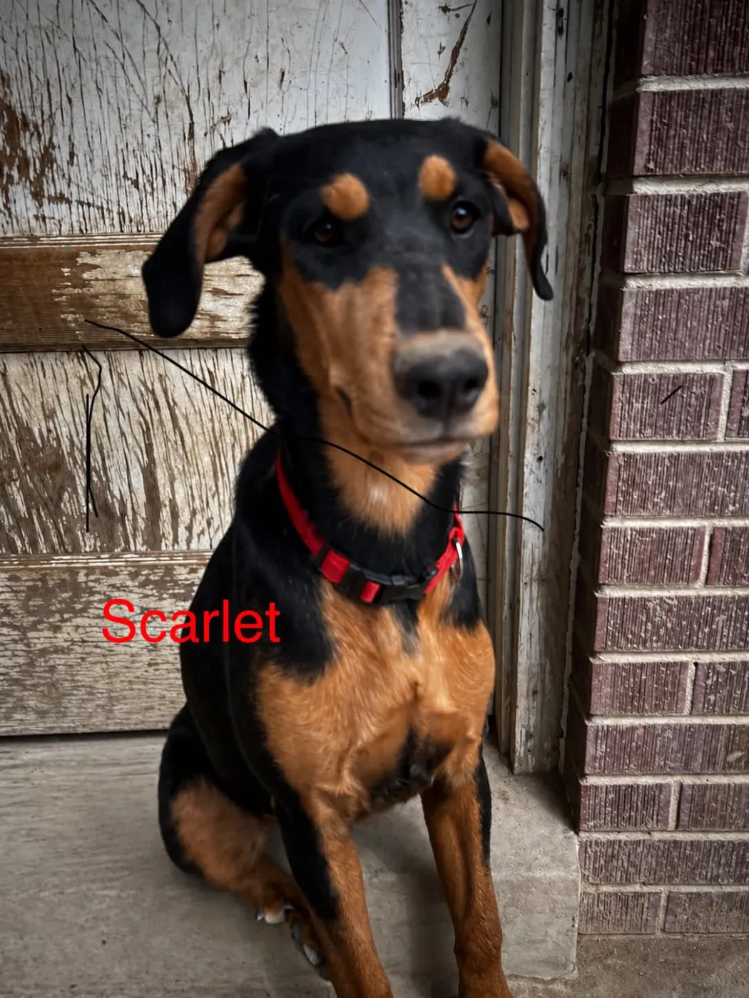 Scarlet - Photo 1