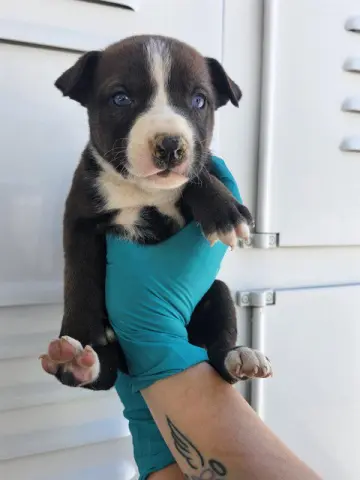 Sweetie