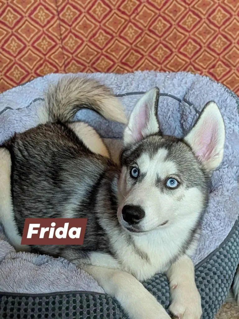 Frida - Photo 1