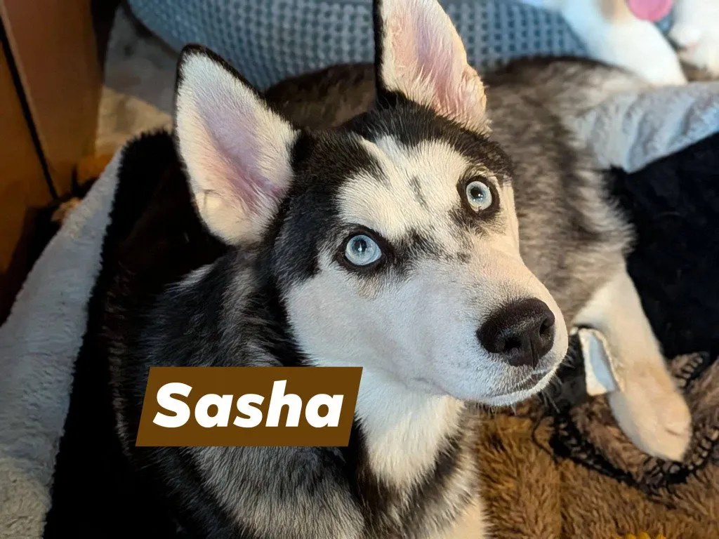 Sasha - Photo 1
