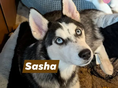 Sasha