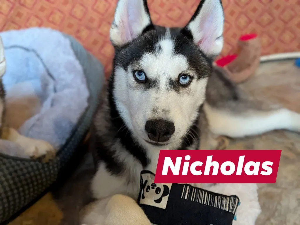 Nicholas - Photo 1