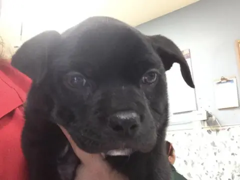 Sweetie