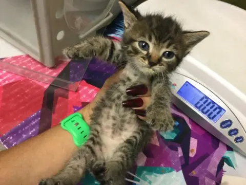 Marinara