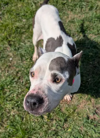 Rosie