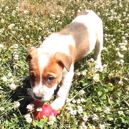 Gunner - Photo 1