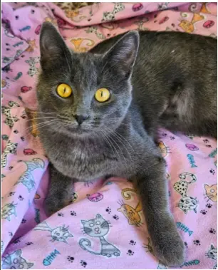 Franchesca