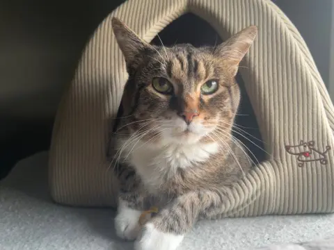 Mingus