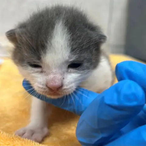 Kitty