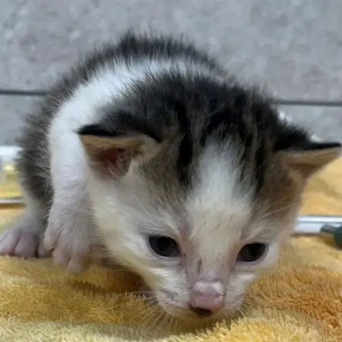 Kitty