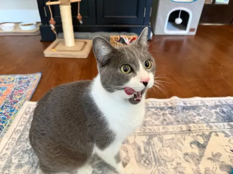 Boris