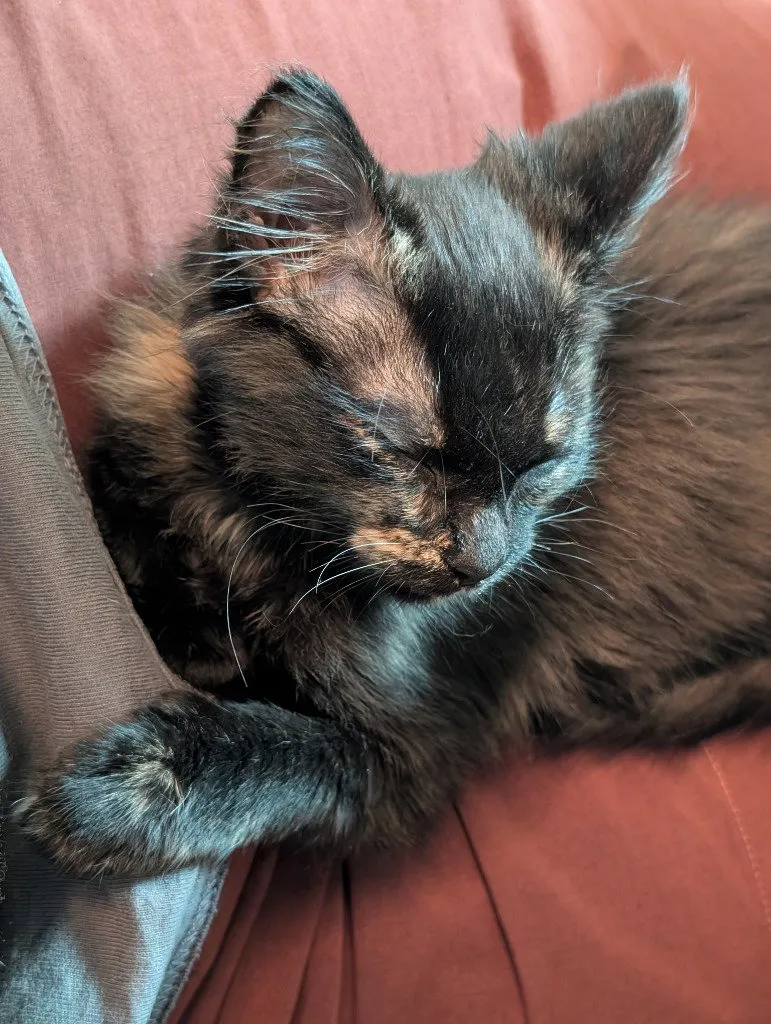 Midna - Photo 1
