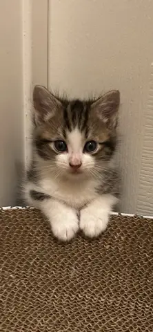 Murphy