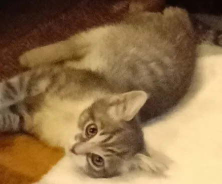 Tuffy - Photo 1