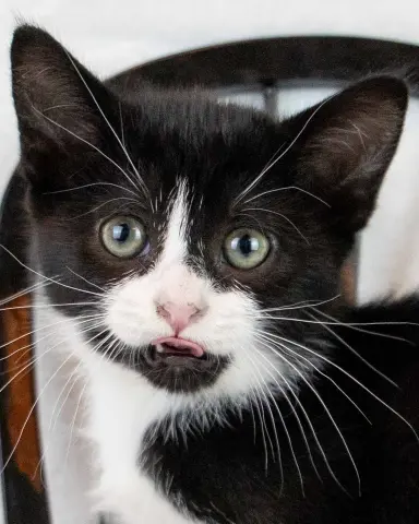 Groucho