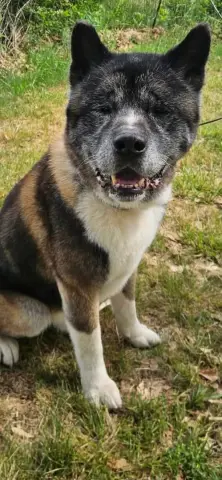 Coda