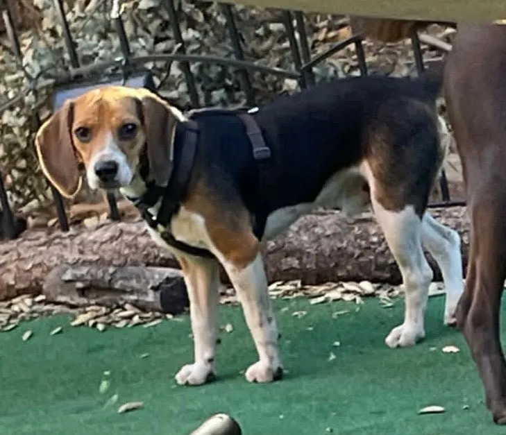 Buddy - Photo 1