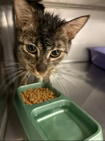 Penelope