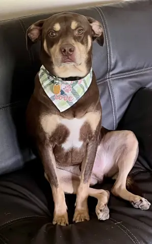 Brownie