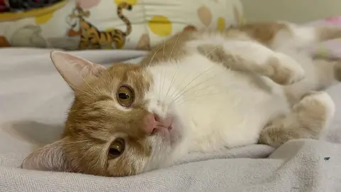 Ginger