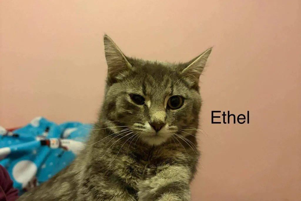 Ethel - Photo 1