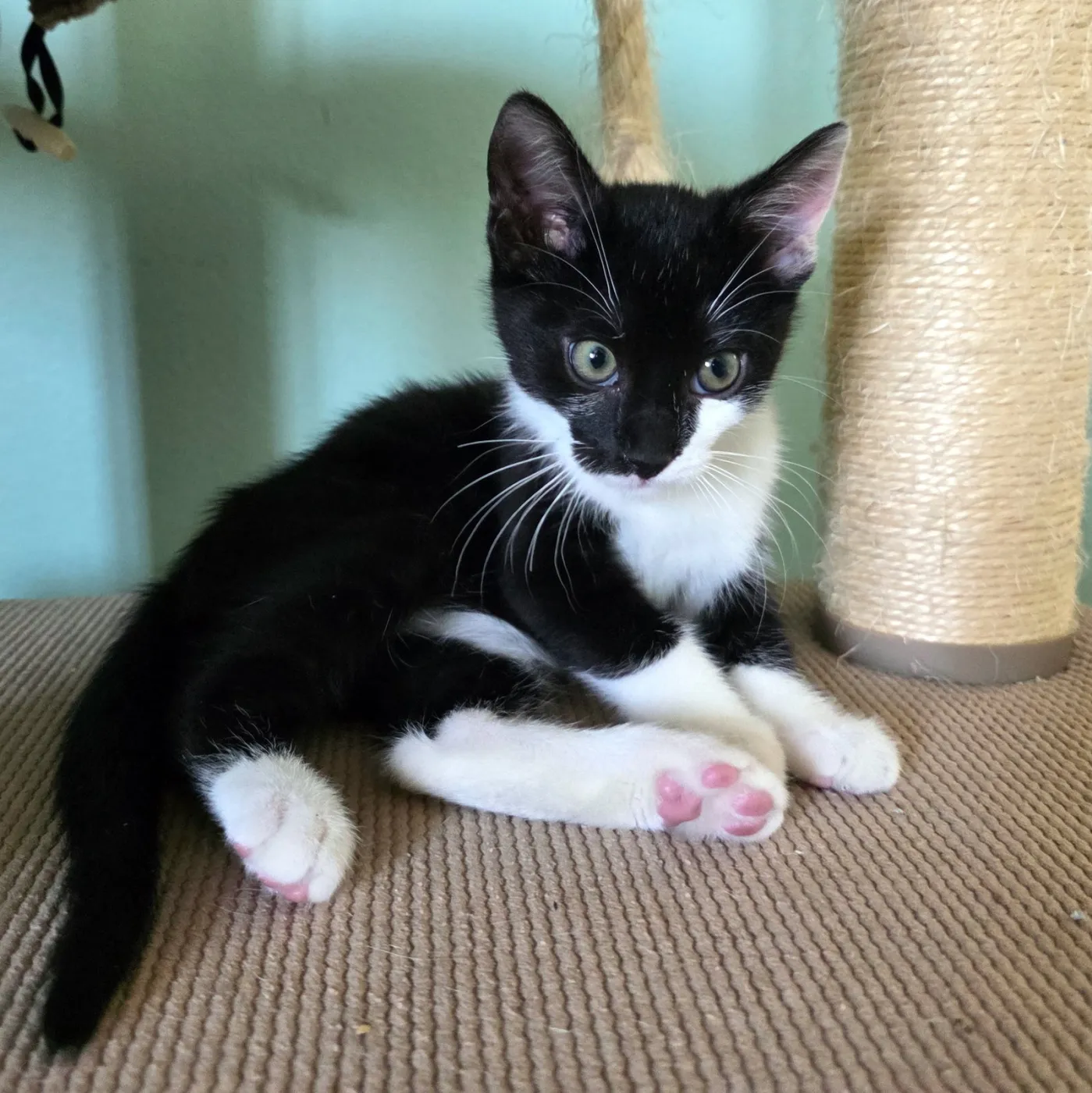 Jafar - Photo 1
