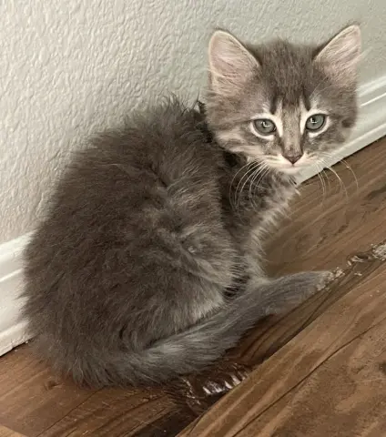 Jezebel
