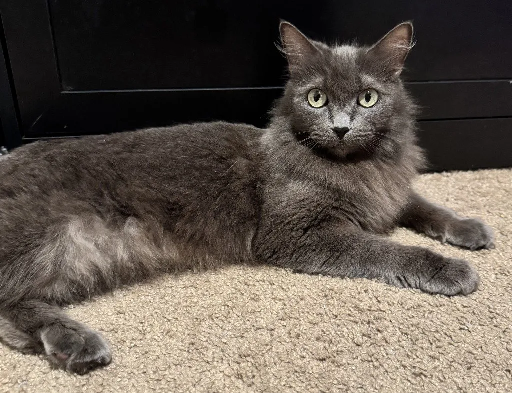 Smokey - Photo 1