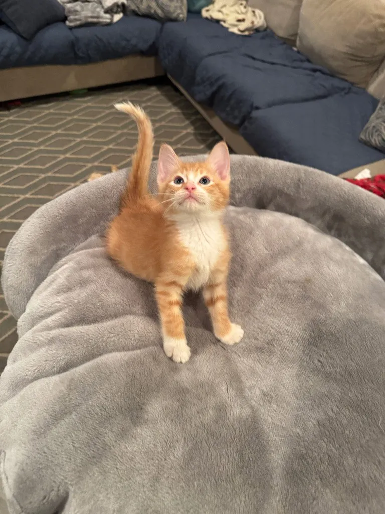 Simba - Photo 1