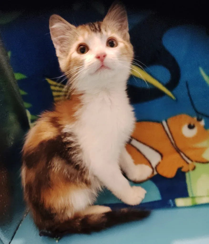 Kensie - Photo 1