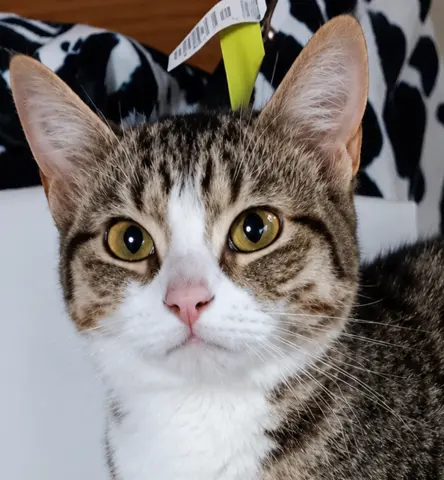 Eenie