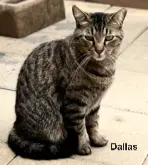 Dallas