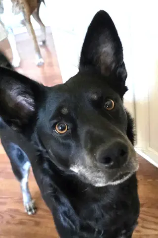 Pria