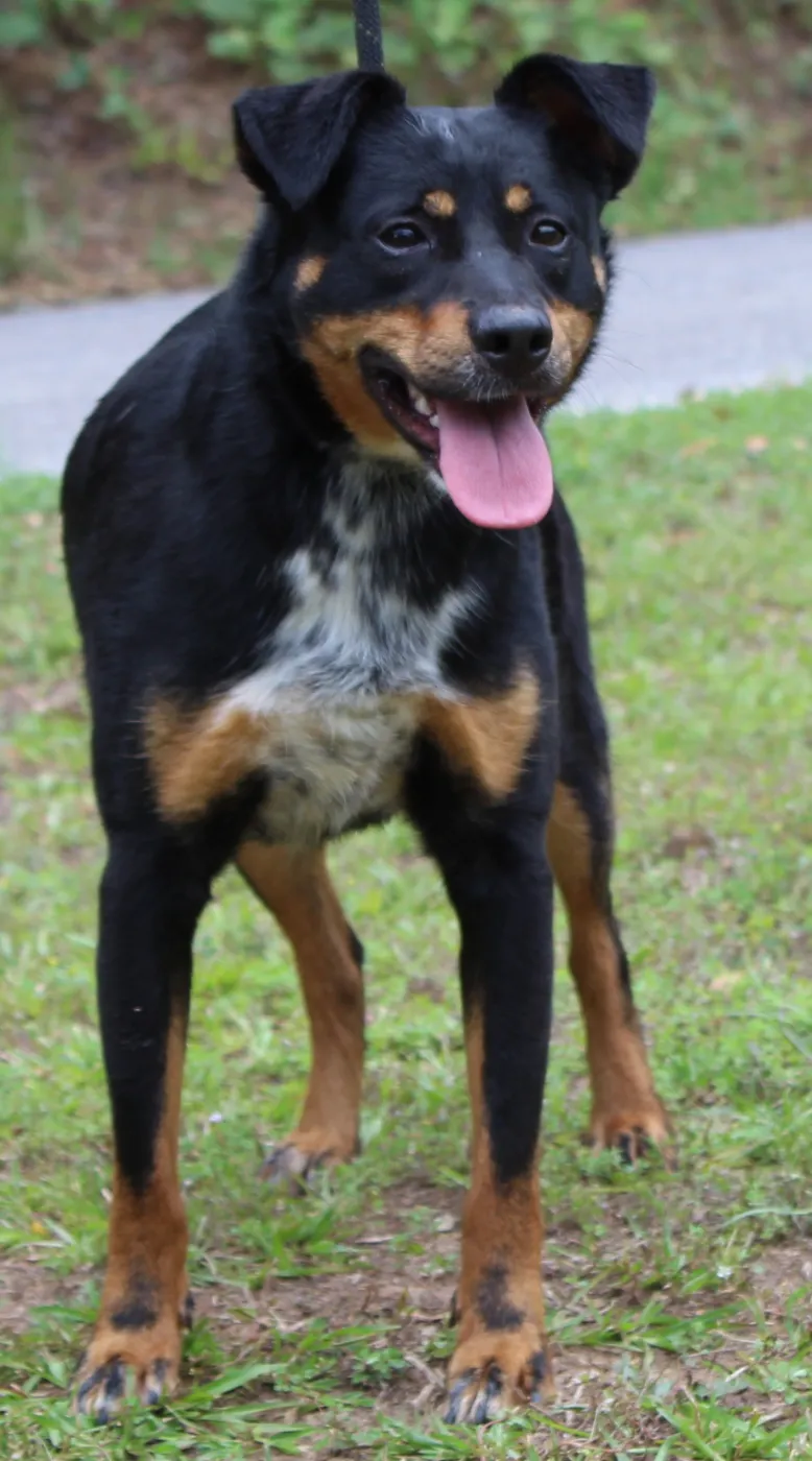 Mason - Photo 1