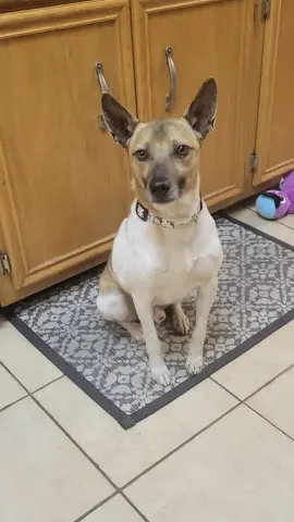 Gravy