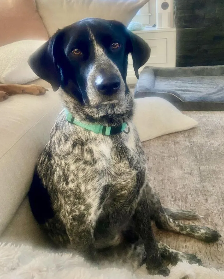 Winston - Photo 1
