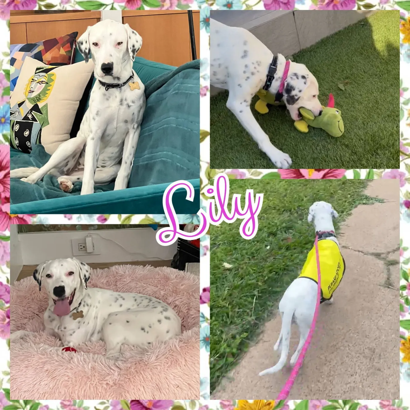 Lily - Photo 1