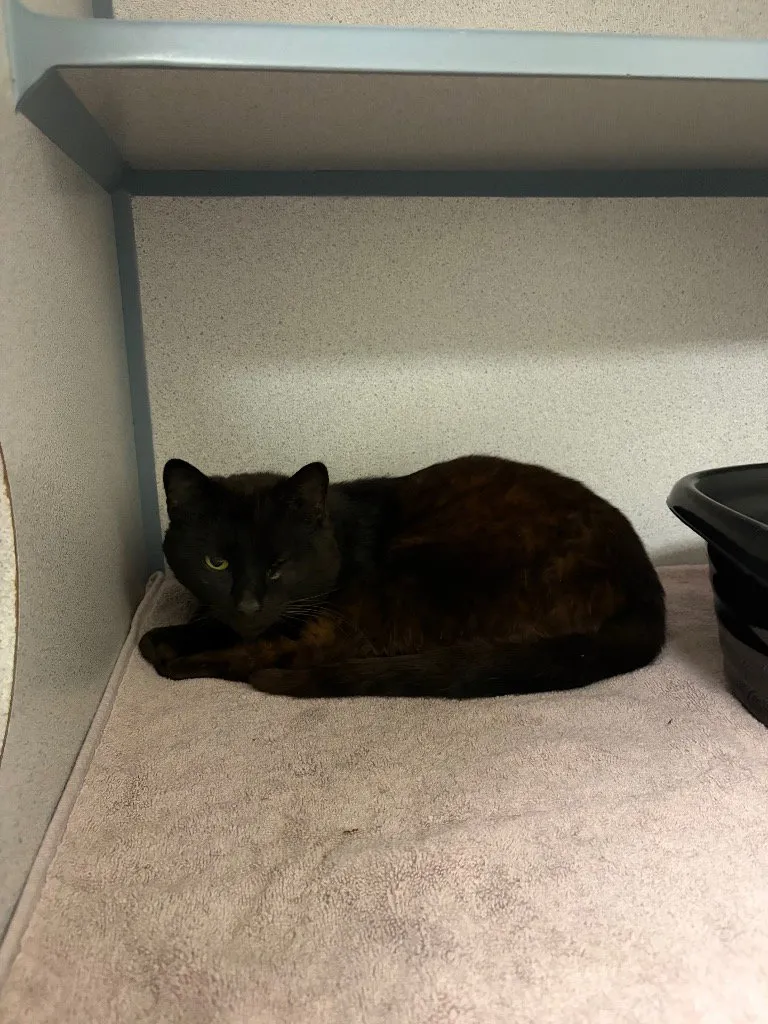 Cocoa - Photo 1