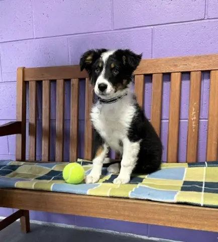 Jada
