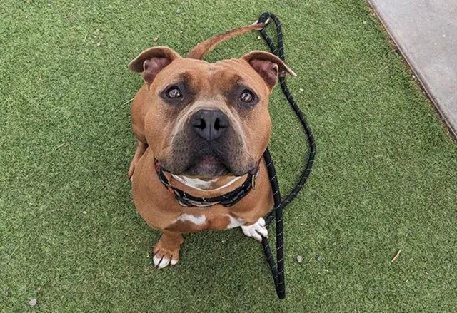 Nala - Photo 1