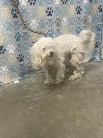 Chewy