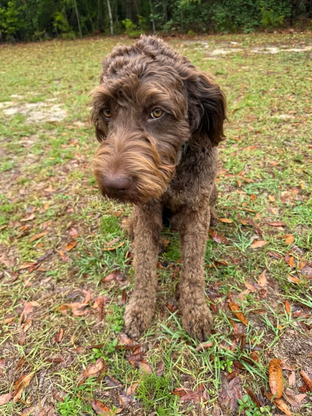 Otis - Photo 1